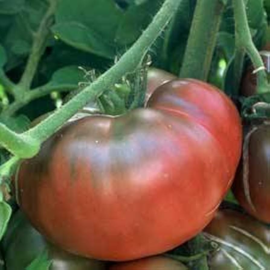 Black (Tomato ‘Krim’) for planting in garden